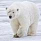 Polar Bear, image by Alan Wilson, www.naturespicsonline.com, Wikimedia Commons