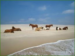 Asseateague Island Beach with Horses